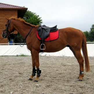 ПРОДАНО! Рамзес 03