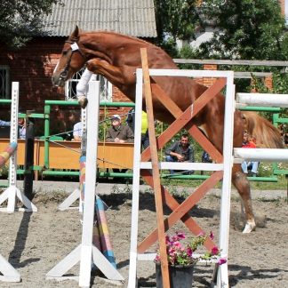 ПРОДАНО! Эль Грандо ПКЗ 11