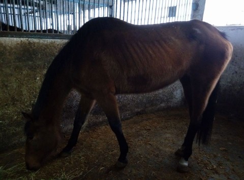 Жестокое обращение с лошадьми в Днепропетровске