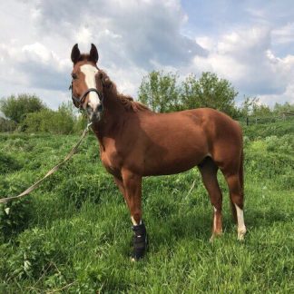 ПРОДАН! Ажакс 08