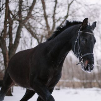 ПРОДАН! Велл Дон 09