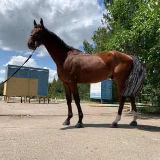 ПРОДАН! Диамант 12