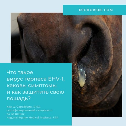 Что такое вирус герпеса EHV-1, каковы симптомы и как защитить свою лошадь?