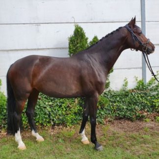 SOLD! Cassall's Coco 11