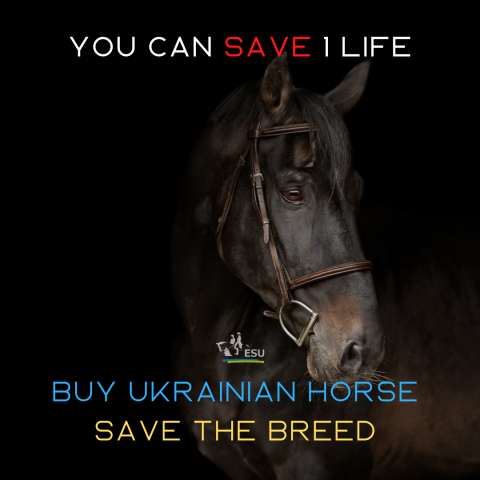 BUY UKRAINIAN HORSE. SAVE THE BREED