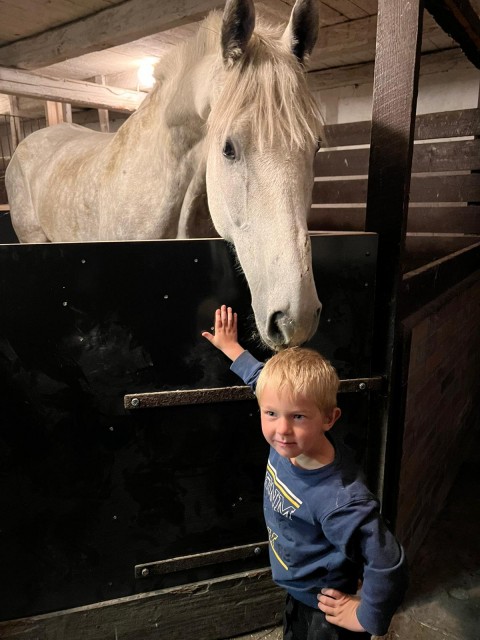 Ще два коня прибули до нової домівки у Швеції
