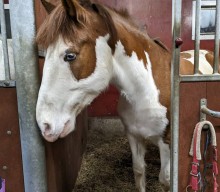 + 3 horse lives saved to Finland