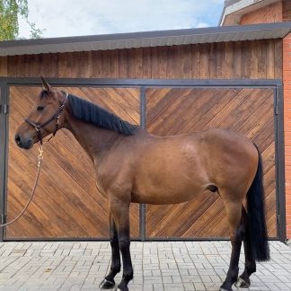 SOLD! Вік Ландау 14