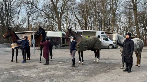 4 horses from Ukraine arrived to Goteborgs Faltrittklubb, Sweden today