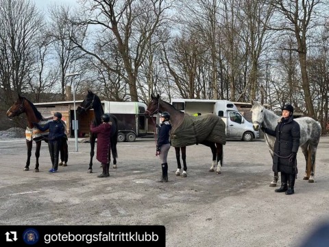 4 horses from Ukraine arrived to Goteborgs Faltrittklubb, Sweden today