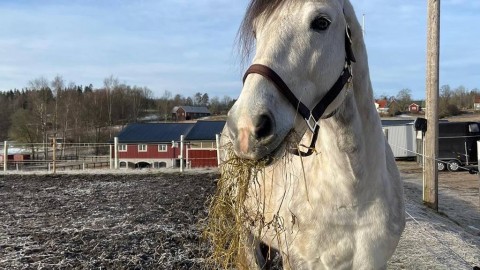 Charming Blueberry was the seventh horse that arrived to its new owner in Sweden on Friday