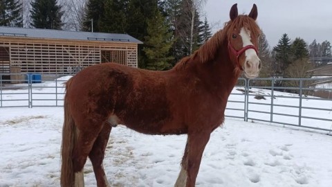 Red Faraon arrived to his new family in Finland