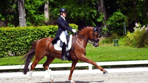 3 dressage horses sold to USA