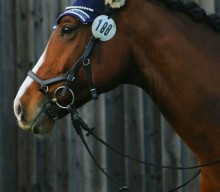 +1 dressage horse sold from Germany  to USA