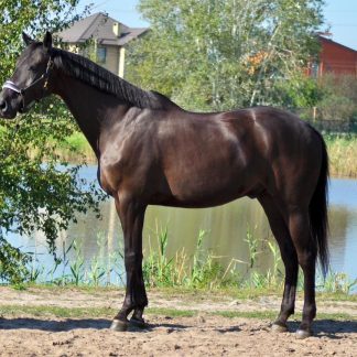 SOLD! Orator 10