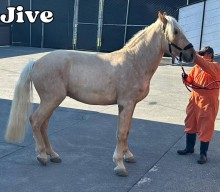 +1 beautiful horse arrived from Ukraine to USA