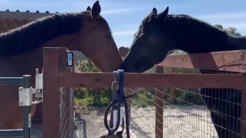 + 2 Ukrainian horses arrived safe to USA!