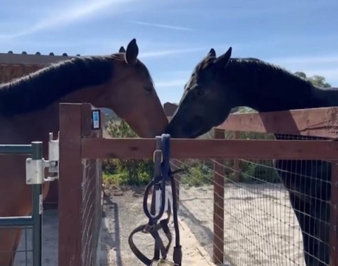 + 2 Ukrainian horses arrived safe to USA!