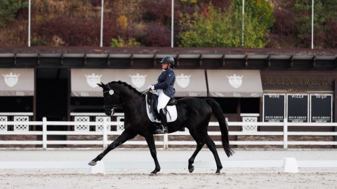 + 1 beautiful Ukrainian riding breed dressage horse arrived to USA