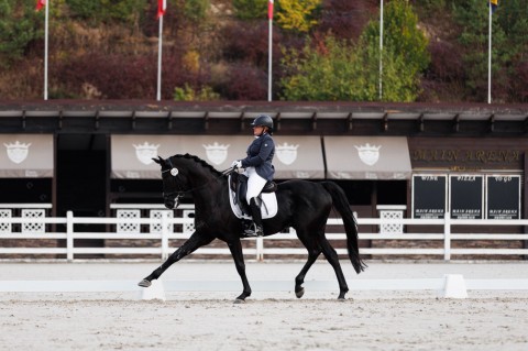 + 1 beautiful Ukrainian riding breed dressage horse arrived to USA