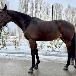 Capriol 18