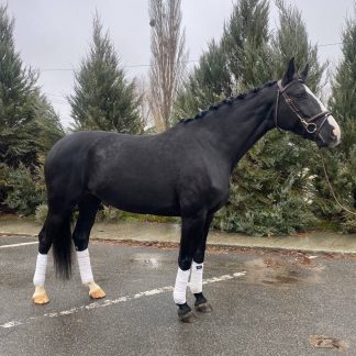 Noblesse de Luxe 18