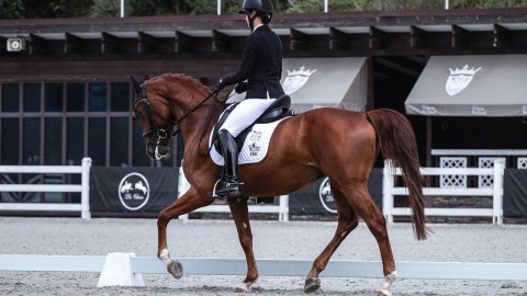 +1 stunning Ukrainian riding breed dressage horse arrived to USA