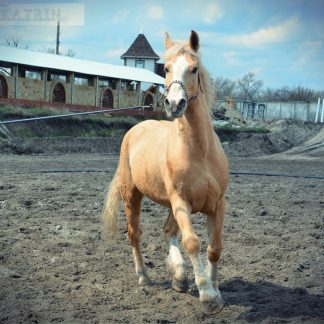ПРОДАНО! Карат 02