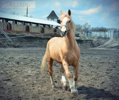 ПРОДАНО! Карат 02