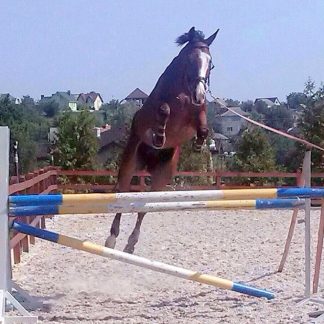 ПРОДАНО! Well Done Boy (Вельбот)10