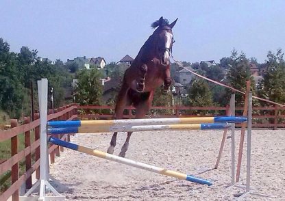 ПРОДАНО! Well Done Boy (Вельбот)10