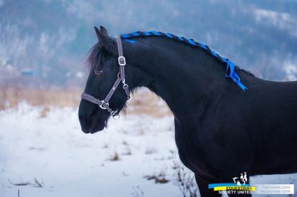 ПРОДАНА! Tina fan AFHU 14 - Зображення 6