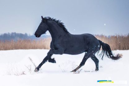 ПРОДАНА! Tina fan AFHU 14 - Зображення 5