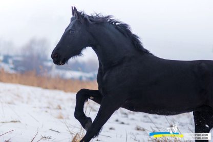 ПРОДАНА! Tina fan AFHU 14 - Зображення 3