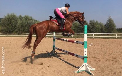 ПРОДАН! Ажакс 08 - Зображення 4
