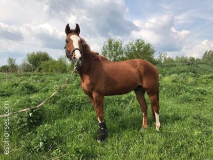 ПРОДАН! Ажакс 08