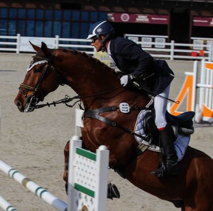 ПРОДАНО! PancherBoy KWPN 2012 - Зображення 2