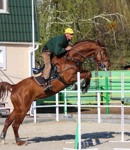 ПРОДАНО! PancherBoy KWPN 2012 - Зображення 3