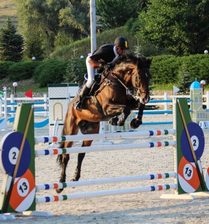 ПРОДАНО! Zalp KWPN 2010