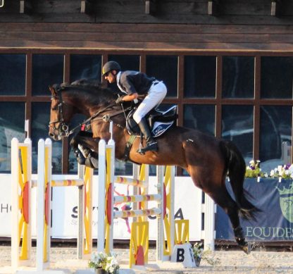 ПРОДАНО! Zalp KWPN 2010 - Зображення 3