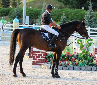 ПРОДАНО! Zalp KWPN 2010 - Зображення 2