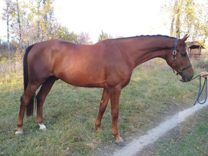 ПРОДАН! DaVinci 14 - Зображення 6