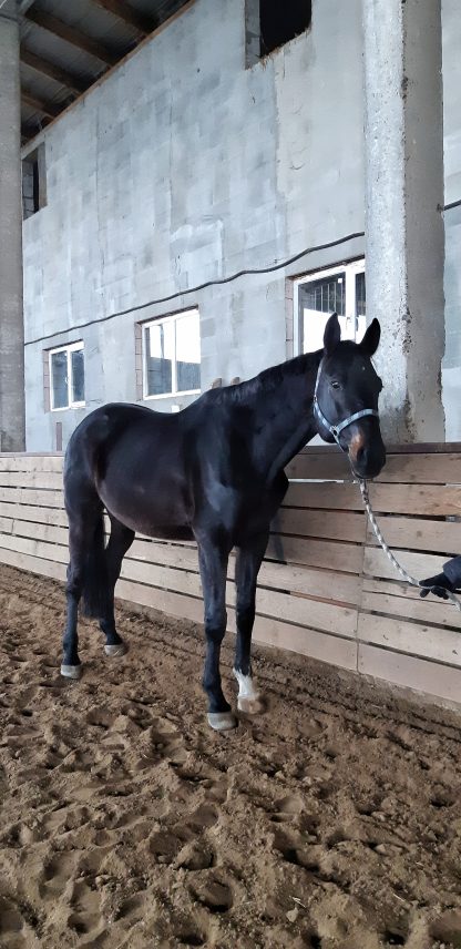 ПРОДАН! Адмирал 10 - Зображення 3