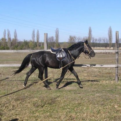 ПРОДАН! Хорив 14 - Зображення 2