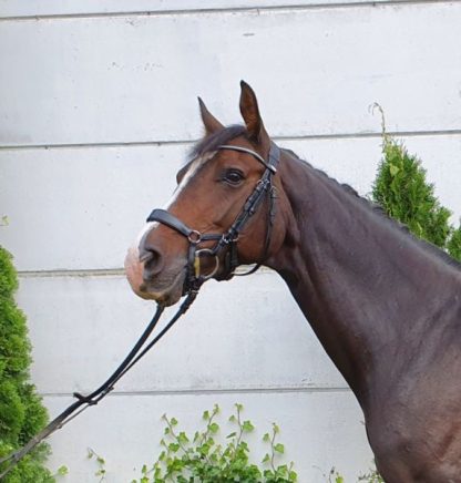 SOLD! Cassall's Coco 11 - Зображення 2