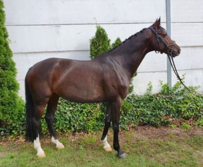 SOLD! Cassall's Coco 11