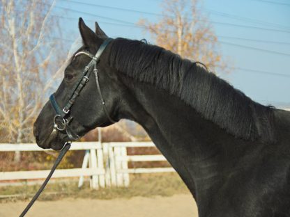 SOLD! Zamsh 11 - Зображення 4