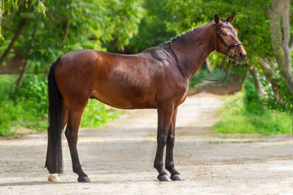 SOLD! Dream of Hohenseeden 12