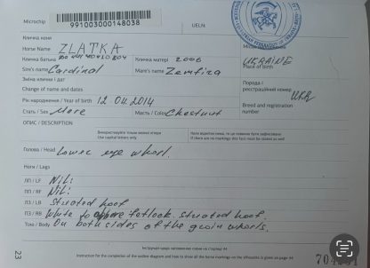 SOLD! Zlatka 14 - Зображення 10
