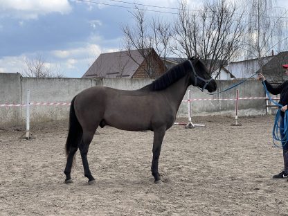 SOLD! Black Breeze 18 - Зображення 5